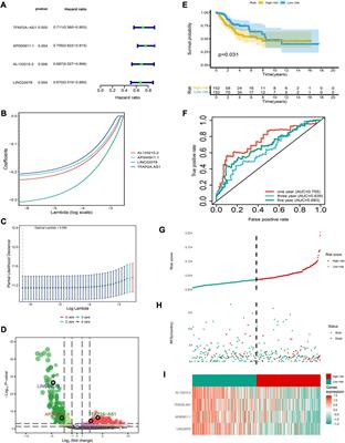 The construction of a prognostic model of cervical cancer based on four immune-related LncRNAs and an exploration of the correlations between the model and oxidative stress